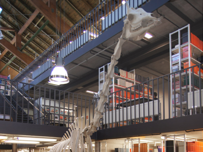 Bild der Bibiliothek „Freie Universität Berlin, Universitätsbibliothek, Fachbibliothek Veterinärmedizin“